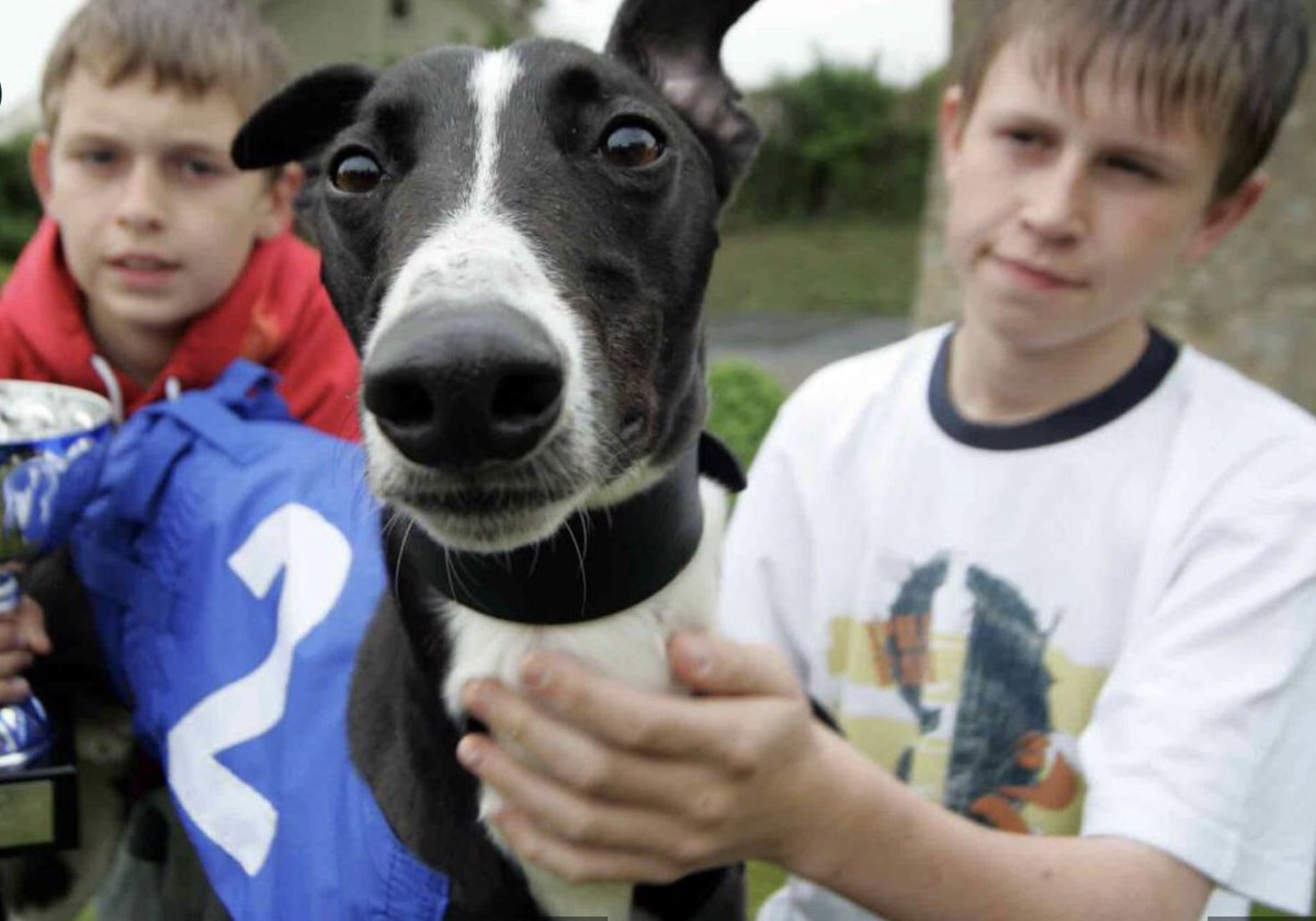 LinkKennels's tweet photo. For anyone interested in the dream behind #LinkKennels & how it all began- check out this old article with @TheNorthernEcho ๐ฐ๐
Our Dash, a dog who captured the hearts of many. ๐ค #AnotherLink #LinkKennels #GreyhoundRacing #LoveTheDogs
https://t.co/3kBHhkk7xu
@paulheilbron https://t.co/kBuSyKL2Lr