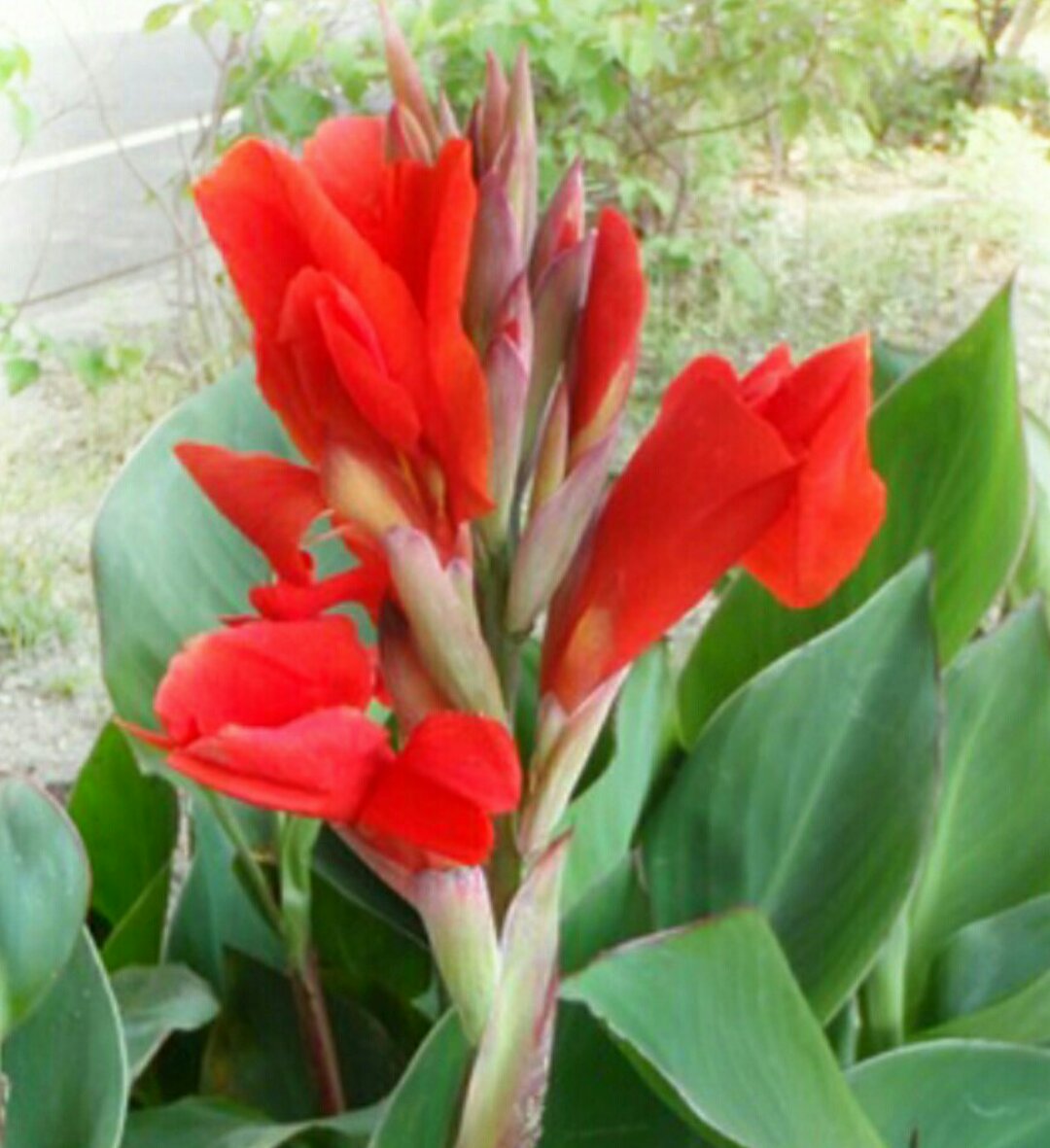 游布yuuko おはようございます 本日もよろしくお願い致し ます6 11 梅雨入り前の暑さのせいか 長く感じた一週間 水分補給を十分に 今日一日 頑張ってまいりましょう 暑さに強いカンナやマリー ゴールドが鮮やかに咲いて います 金曜日 元気にスタートしま