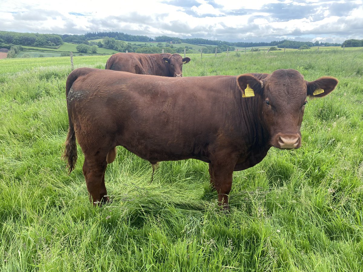 ExeValleyLamb's tweet image. Love how this bull calf is developing….#Devon #cattle #rubyreds #nativebreeds #grassfed #exeter #exminster