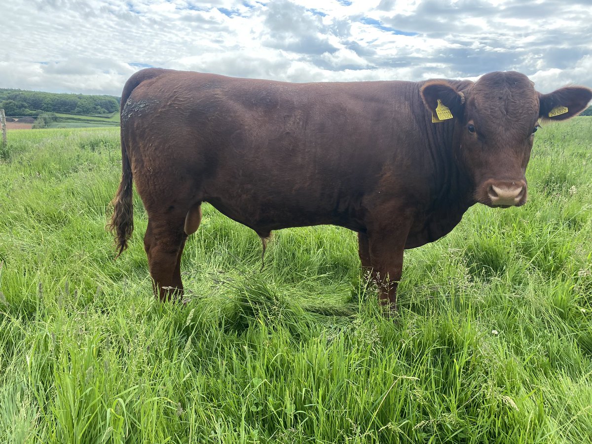 ExeValleyLamb's tweet image. Love how this bull calf is developing….#Devon #cattle #rubyreds #nativebreeds #grassfed #exeter #exminster