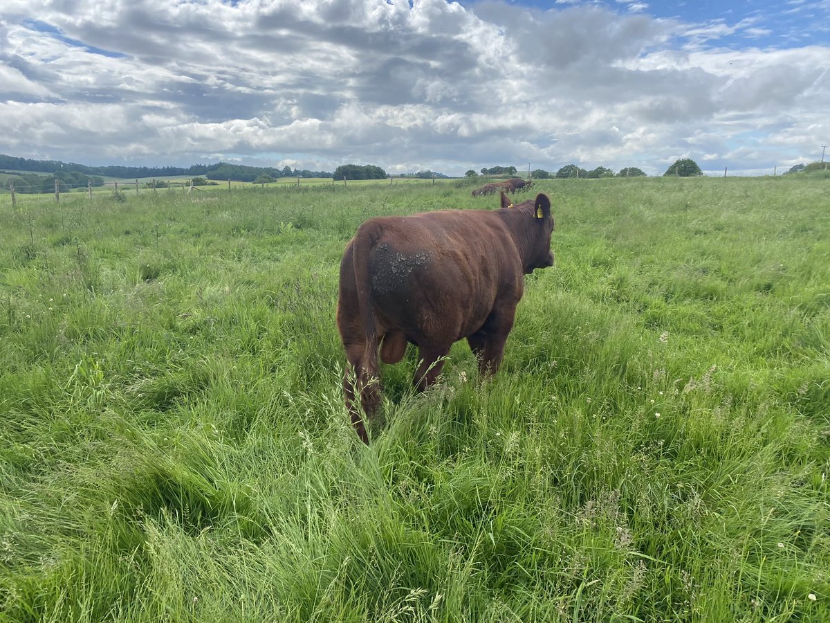 ExeValleyLamb's tweet image. Love how this bull calf is developing….#Devon #cattle #rubyreds #nativebreeds #grassfed #exeter #exminster