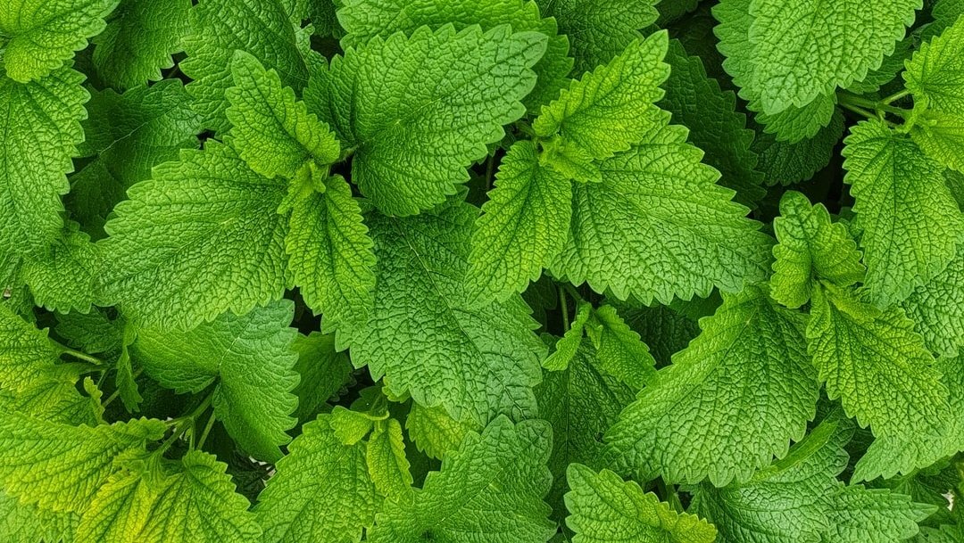 KumansT's tweet photo. Did you know? Mint is an umbrella term for the Mentha plant family. Mint is able to thrive in full to sun to partial shade and most types prefer moist, well-draining soil. ⁠
#Mint #Spearmint #peppermint #orangemint #chocolatemint #wildmint #applemint #herb #herbgarden https://t.co/p6uKdIA8jb
