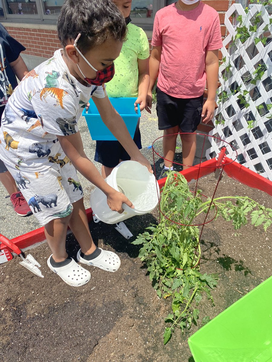 Tomato time! Third grade worked hard today to plant and water our community garden! Get ready for some tomatoes! 🍅🍅<a href="/MrsIadevaia3/">Ashley Iadevaia</a> <a href="/RIFoundation/">Rhode Island Foundation</a> #sparkgrant #hennesseyrising #communitygarden