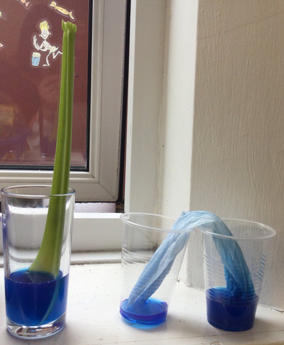 LSTClass09's tweet photo. We planted broad beans to observe the germination of seeds and investigated the transportation of water in plants #STPSScience #plants #scienceinaction https://t.co/3D1UKQmD3r