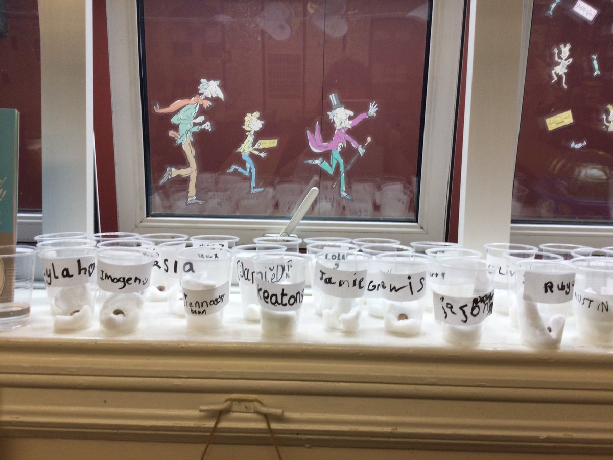 LSTClass09's tweet photo. We planted broad beans to observe the germination of seeds and investigated the transportation of water in plants #STPSScience #plants #scienceinaction https://t.co/3D1UKQmD3r