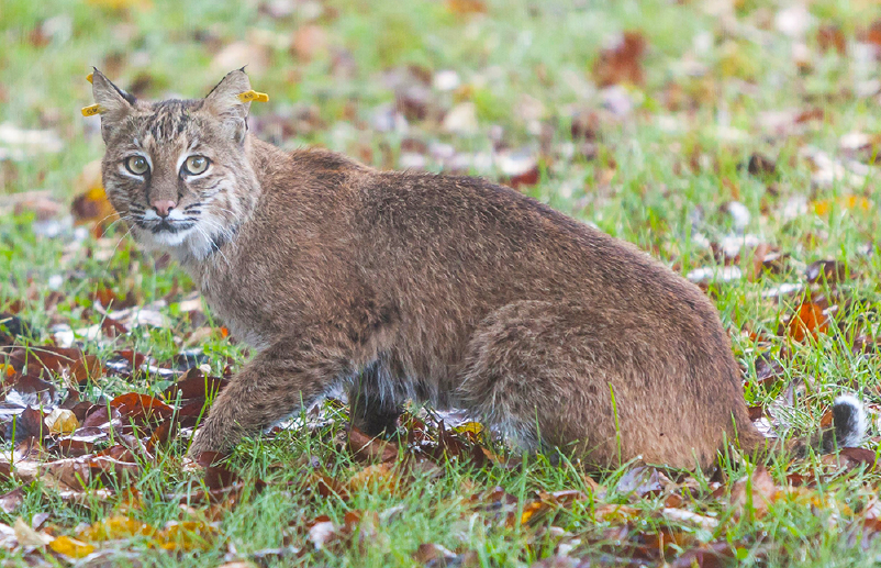 Wethersfield Library (@wethlibrary) on Twitter photo Bobcats: Connecticut's Secretive Wild Cat
Tuesday, June 15 at 6:30 pm
Learn about the history of bobcats in CT, their habitat, diet, behavior, reproduction, and current research efforts.
This program will take place over Zoom. Register by email: library@wethersfieldlibrary.org Bobcats: Connecticut's Secretive Wild Cat
Tuesday, June 15 at 6:30 pm
Learn about the history of bobcats in CT, their habitat, diet, behavior, reproduction, and current research efforts.
This program will take place over Zoom. Register by email: library@wethersfieldlibrary.org