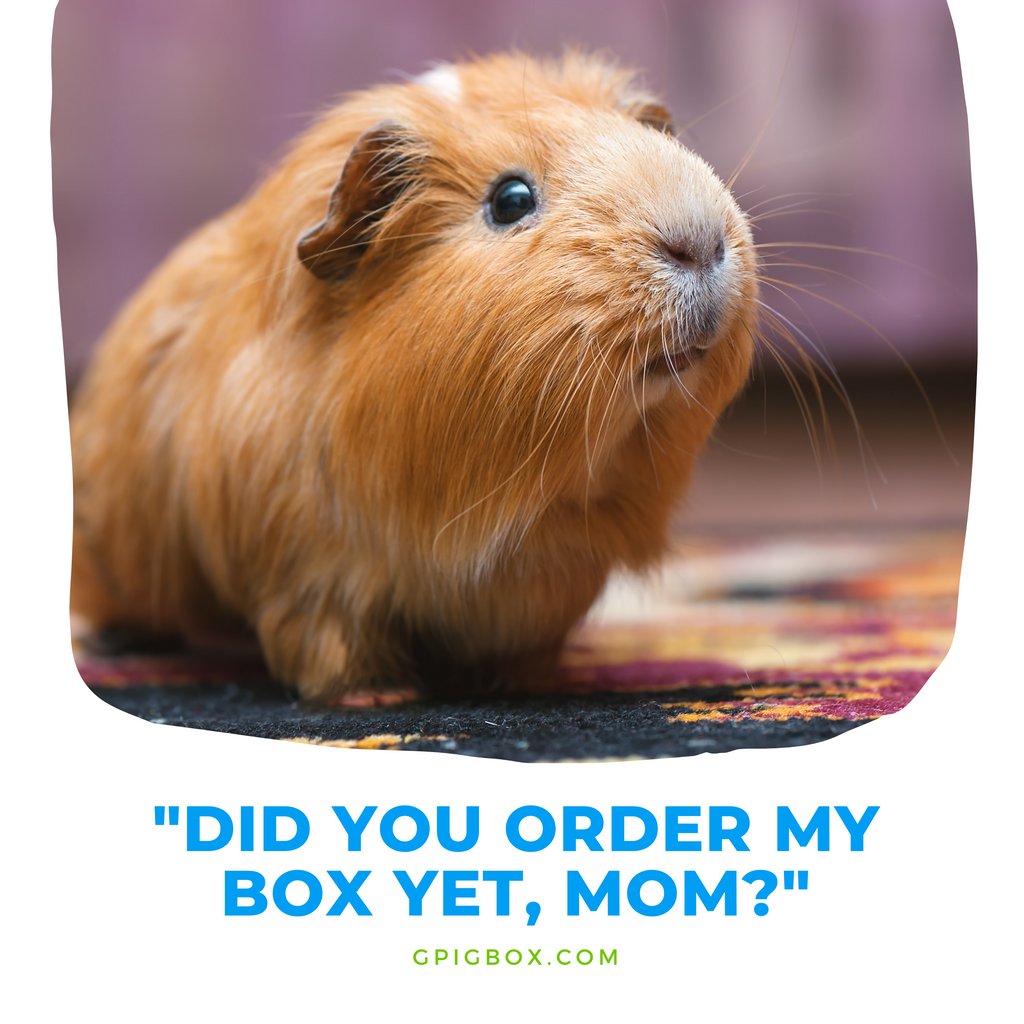 gpigbox's tweet photo. Well... Did you?!😉😂

Comment down below!👇

😍 Sign up for our box to spoil your piggies and yourself each month! 📦🐷⁠

⁠#guineapig #guineapigsofinstagram #guineapigs #guineapiglove #cavy #guineapiglife #pets #cute #guineapigsofig #petsofinstagram #guineapiglover https://t.co/dlFvyFuXe8