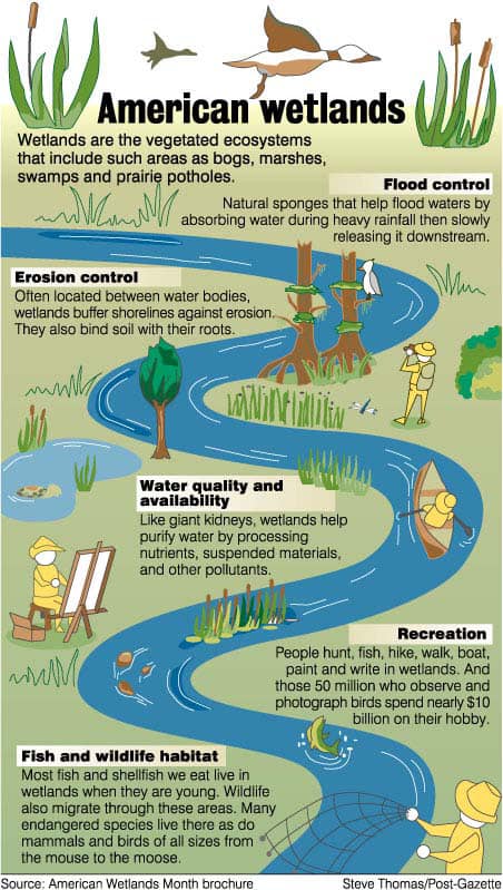 RightsOfNature's tweet photo. Chuck O'Neal of Campaign for the Rights of Nature, @FRONN2020 and Speak Up Wekiva has posted a fantastic graphic on the importance of protecting FL wetlands and waterways. Let's keep fighting for these water sources! #floridarightsofnature #rightsofnature #FL5.org https://t.co/iRtMVwG9mP