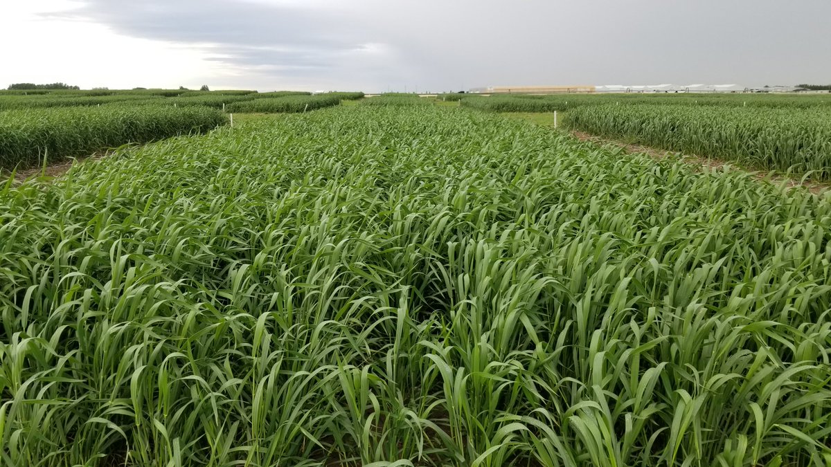Wildfire WW Plots looking awsome, on Irrigation!