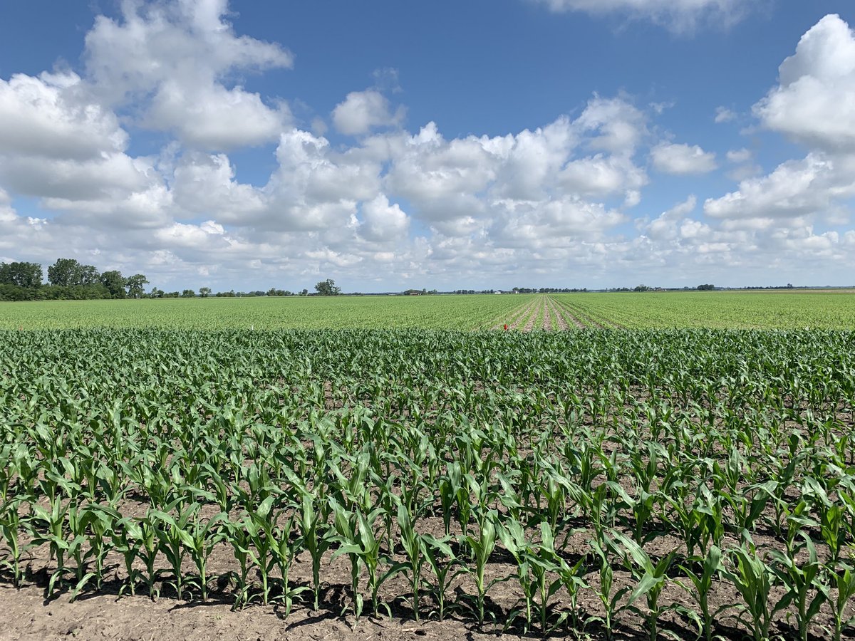 Lack of Sulfur deficiency in foreground where tilled highlights mineralization of soil OM as important source of S. No-till in background-cooler soil and less min.
