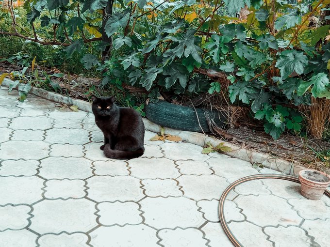 Okey,today here day for cat🥰 https://t.co/BZFNHBh1aK<a href="/tag/chaturbate"class="tags"><span>#chaturbate</span></a><a href="/tag/webcamchat"class="tags"><span>#webcamchat</span></a><a href="/tag/stripchat"class="tags"><span>#stripchat</span></a>