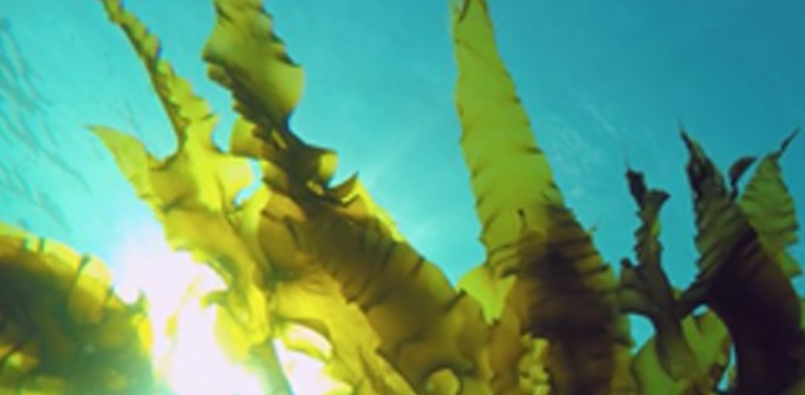 Aberdeenshire Council tweet media