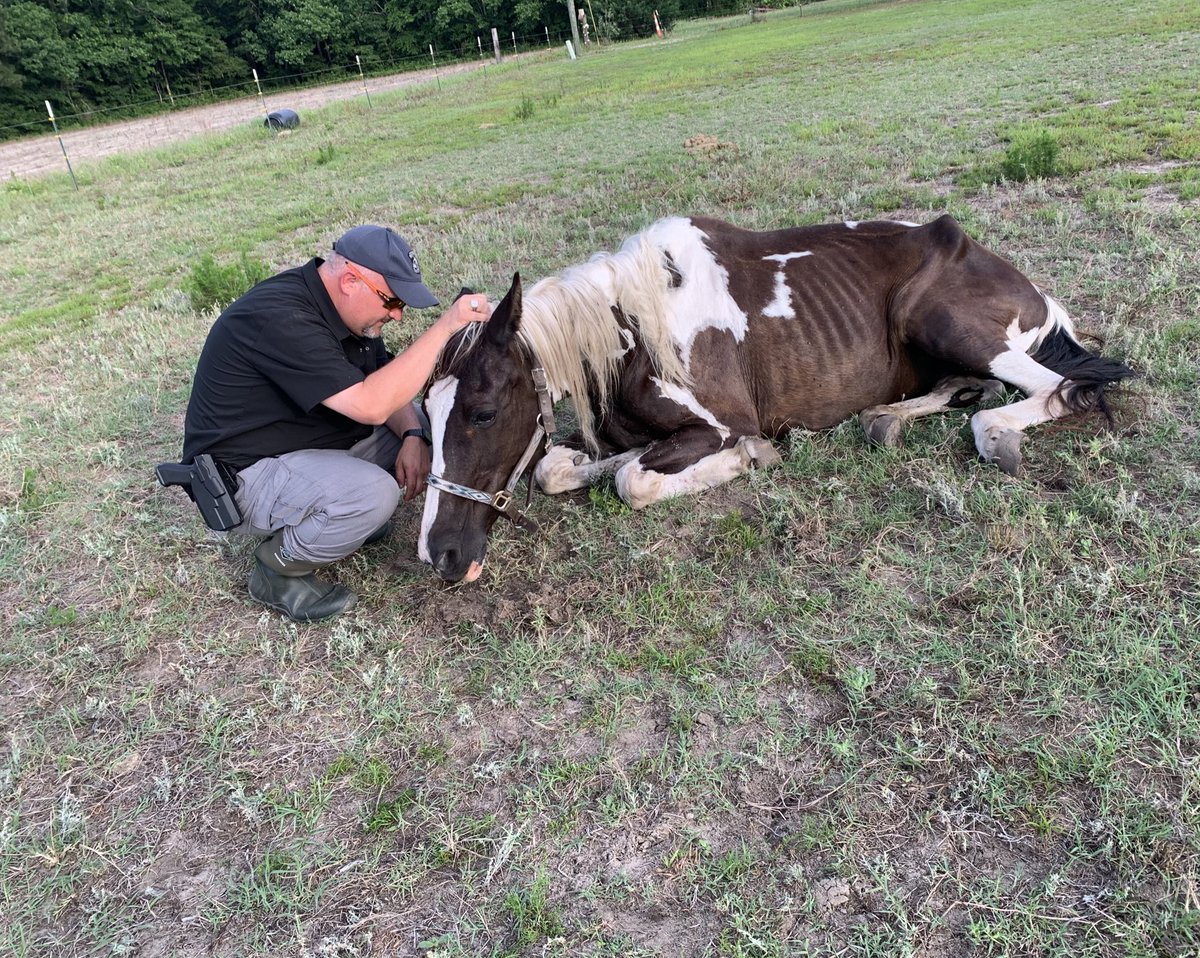 hcaccadoptions's tweet photo. HELP FOR HORSES 🧡

Last week, @horrycountypd seized 20 horses in an ongoing animal cruelty investigation. 

Sadly, two of the gentle giants had to to be humanely euthanized due to their conditions. The others were transported to our facility.

DETAILS: https://t.co/3sEW8ekTYN https://t.co/ZGN8sdC5gK