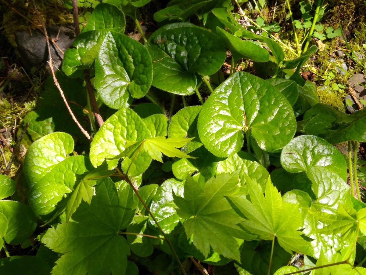 Washington Outdoor School for All (wa_osfa) Twitter