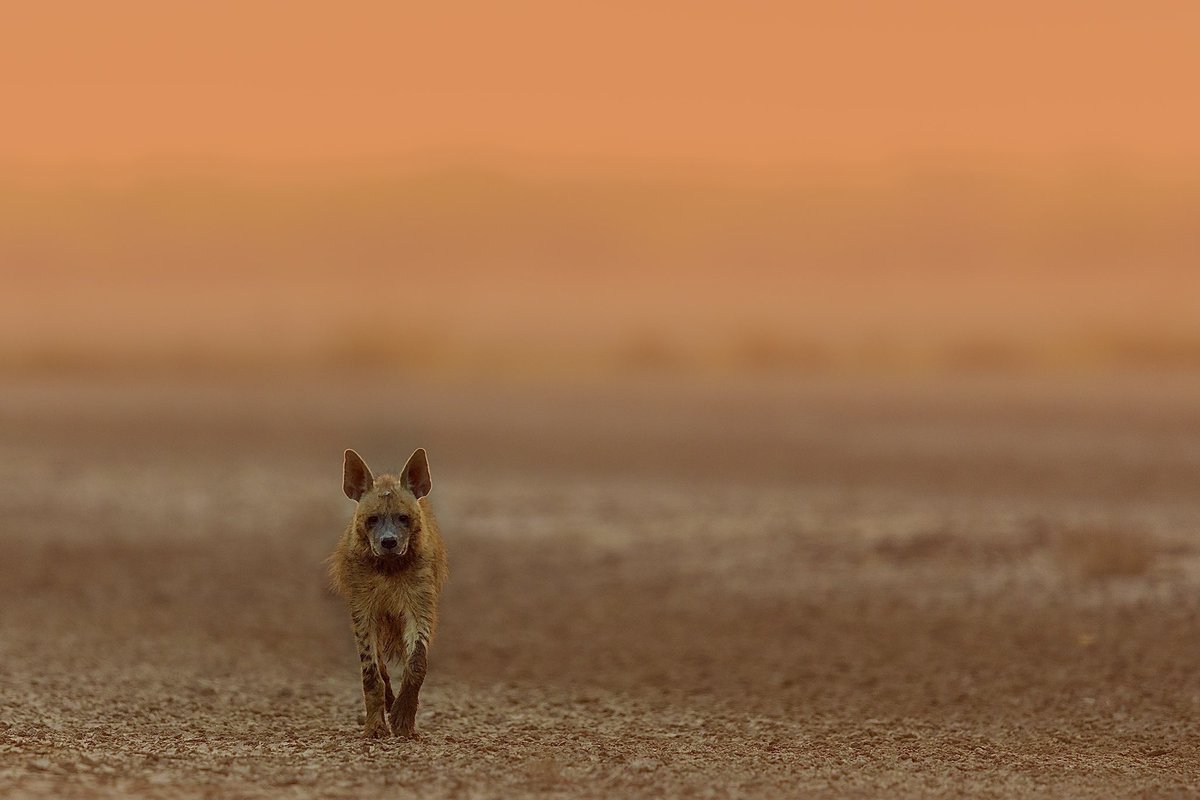 “The Lone Warrior”
 Rann of Kutch 
#incredibleindia