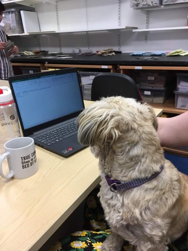 CosyKiller's tweet photo. Our office dog Pixie Helping out @teamcosykiller creating a spread sheet! Thanks Pixie #cosykiller #dogsofinstagram #schitzu #officedogsofinstagram #techdog https://t.co/6epgA8CG8W