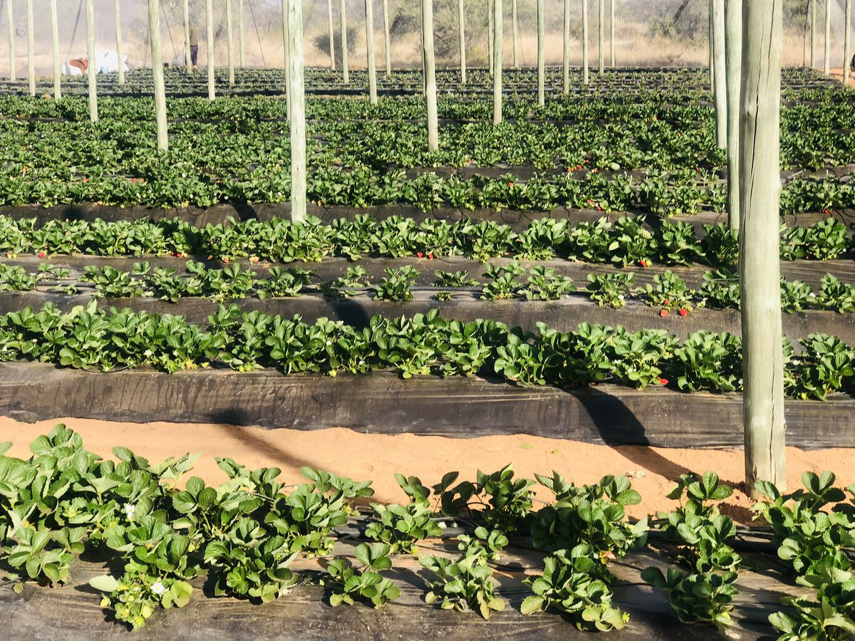 karabo__molefhe's tweet photo. Ela Strawberry farm...organically produced. 74234521 to place order https://t.co/zHQ842fB5D