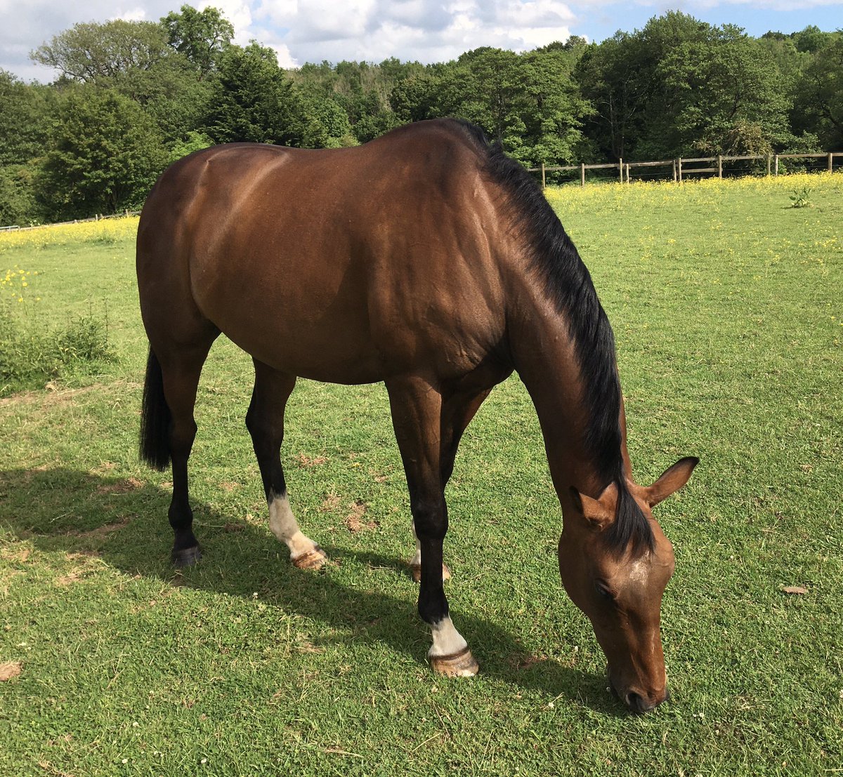 Quite literally ballooning basil 🙈