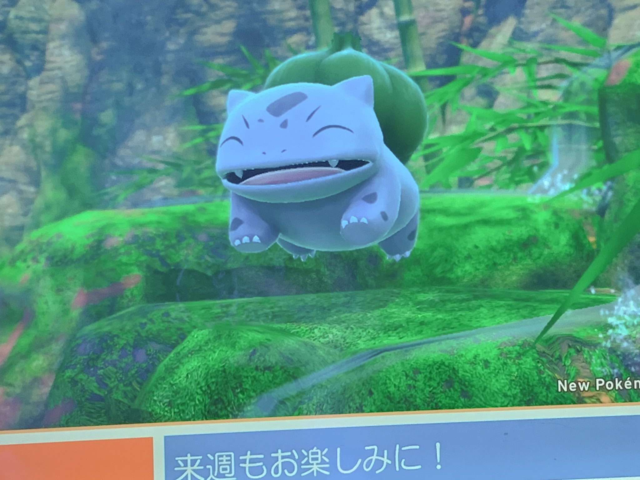 あ 先生がnewポケモンスナップやってる事とすごくいい写真撮ってる事がめちゃくちゃ面白くて笑ってしまったwwwwww 男の先生なんだけどこれ保存してるのかと思うとなんか可愛いなと思ってしまうw そしてこのフシギダネもすごく可愛いうちにも送って欲しい