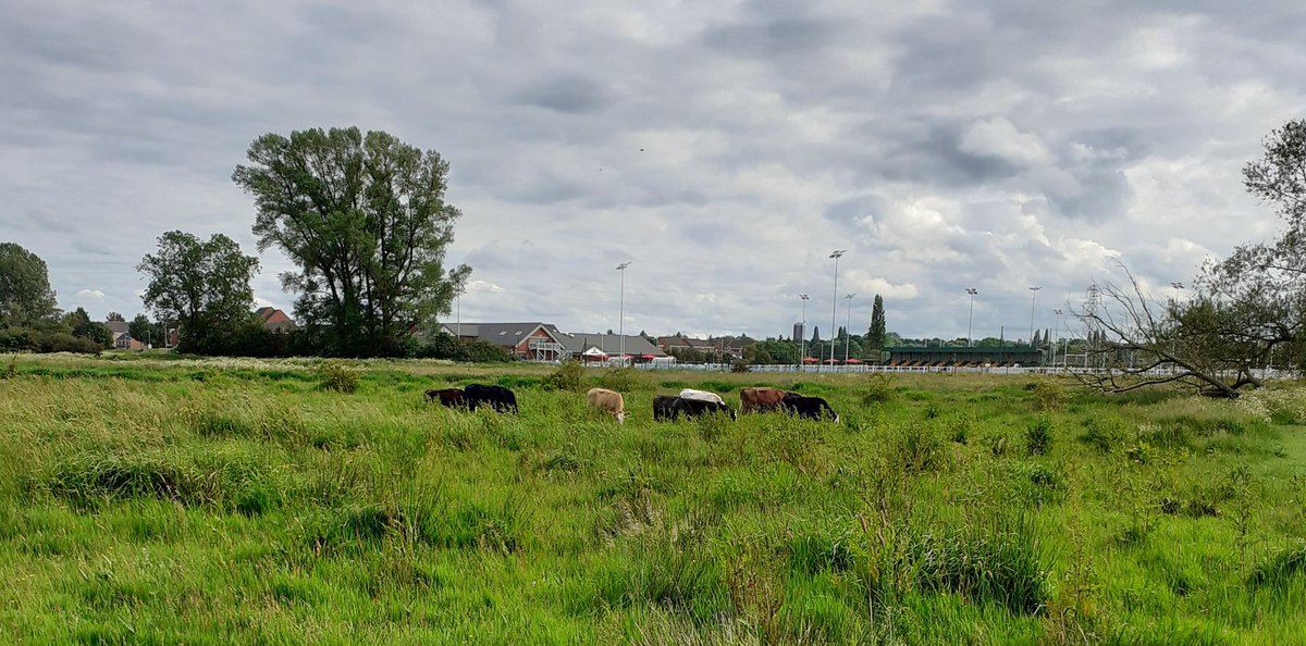 Doxey marshes cycle and #litterpick. #cows 🚴‍♂️🐄