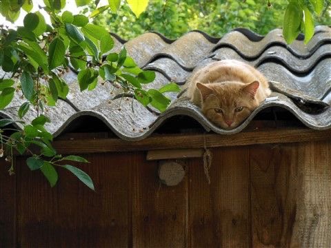 ⠀
       ข้าพเจ้าไม่ได้รักมนุษย์

       ทว่ารู้วิธี ที่จะให้มนุษย์รัก. ⠀⠀⠀⠀ 
⠀⠀⠀⠀