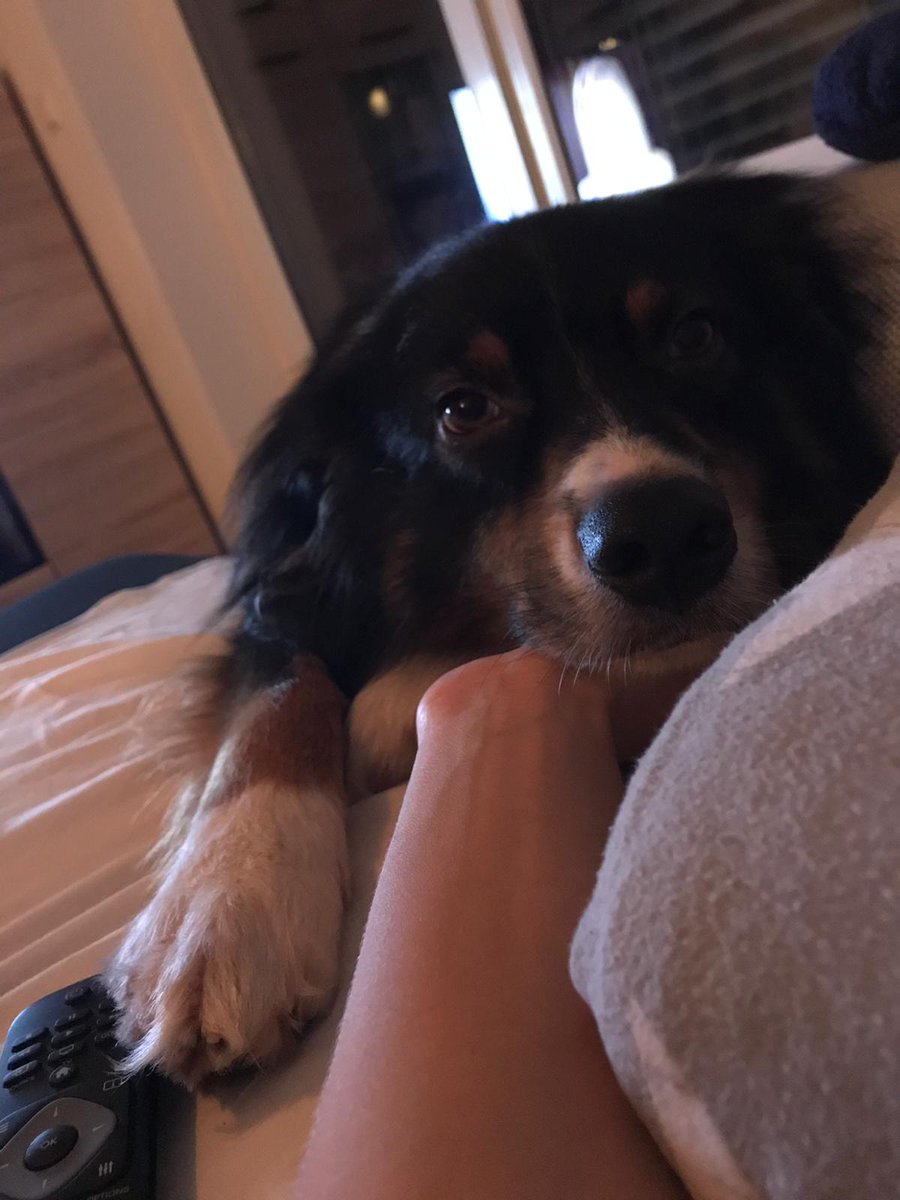 Hominii Nocturni tweet media