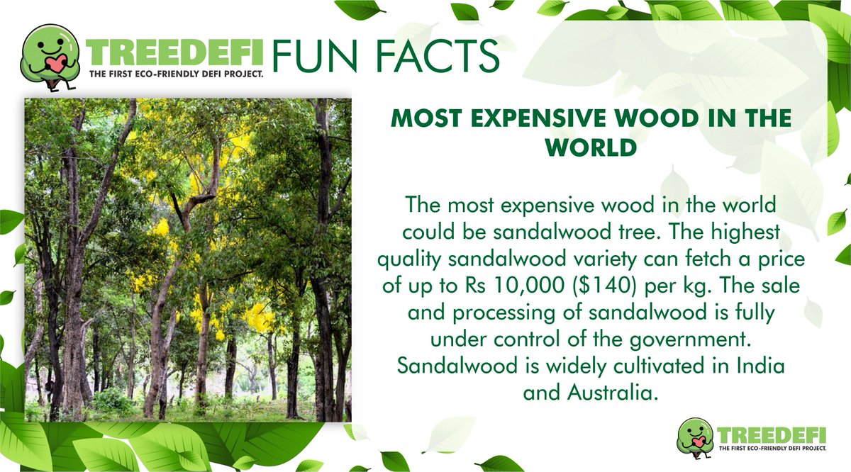 treedefi's tweet photo. 🌲 Fun Fact of The Day 🌱

The Indian sandalwood tree (Santalaum album) is perhaps the planet's most expensive wood, because of its cosmetic and therapeutic value.

#BSC #BetterDefiBetterEnvironment #FactOfTheDay https://t.co/IJfTEdyjqj