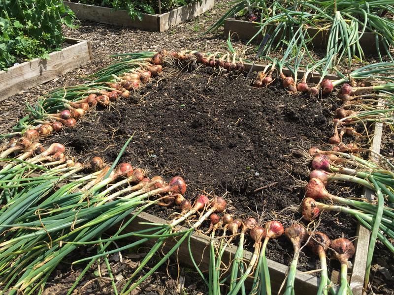 Anyone else excited about their #onions

We are hoping that ours are starting to swell nicely and have managed to lay some solid root structures! Hydration is key so regularly watering to keep bulbs swelling to a good size.

#genusgardenwear #onions #growyourown #veggie #veggies