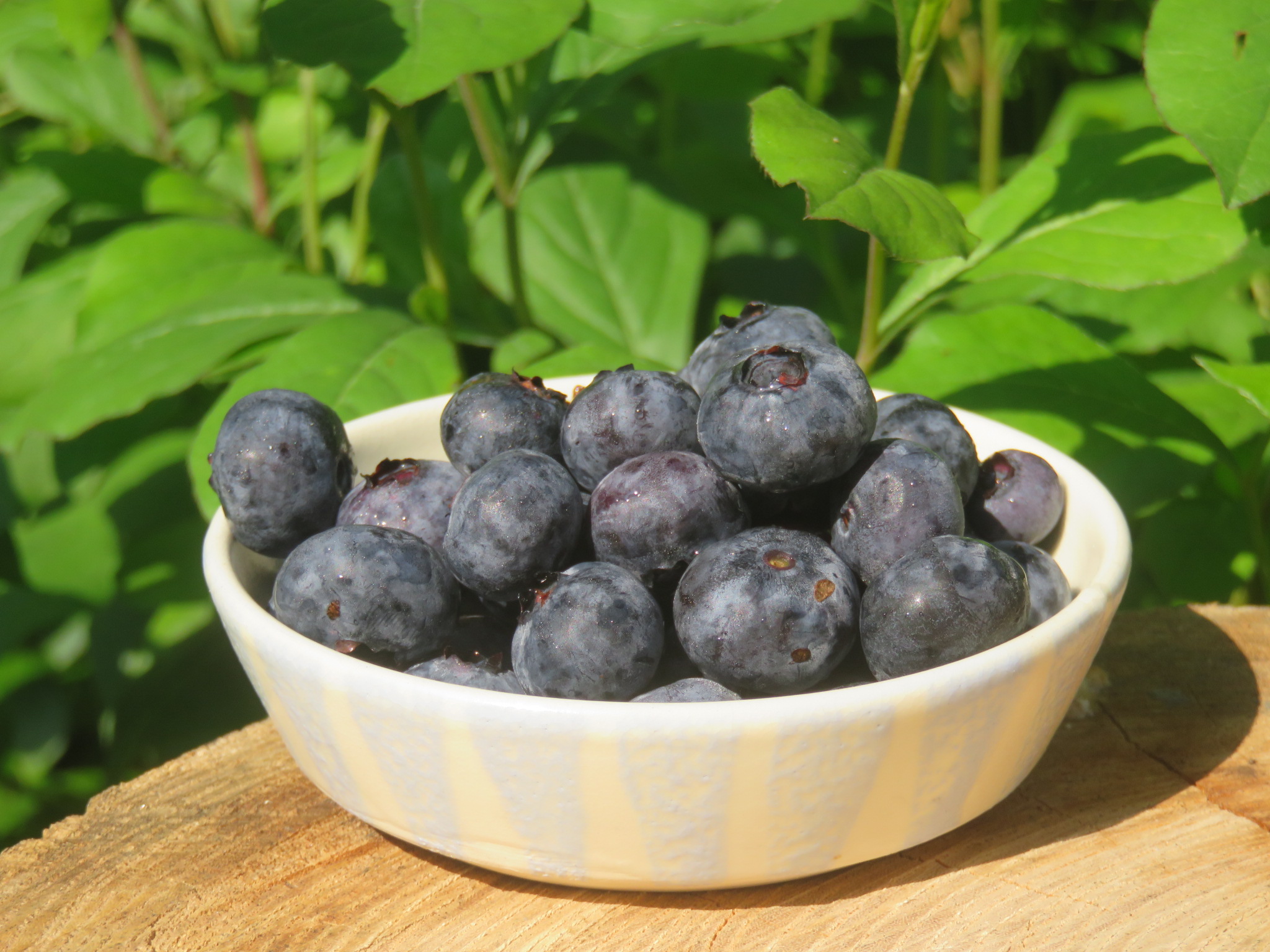 陶芸家菊地弘のロハス生活 初物を頂く このところの晴天に恵まれ我が家の菜園も好調 ブルーベリーもきれいに色付き甘くなってきた 収穫 田舎暮らし ブルーベリー 家庭菜園 ロハス生活 自然農法 無農薬栽培 常陸大宮 山王窯 Sannnougama