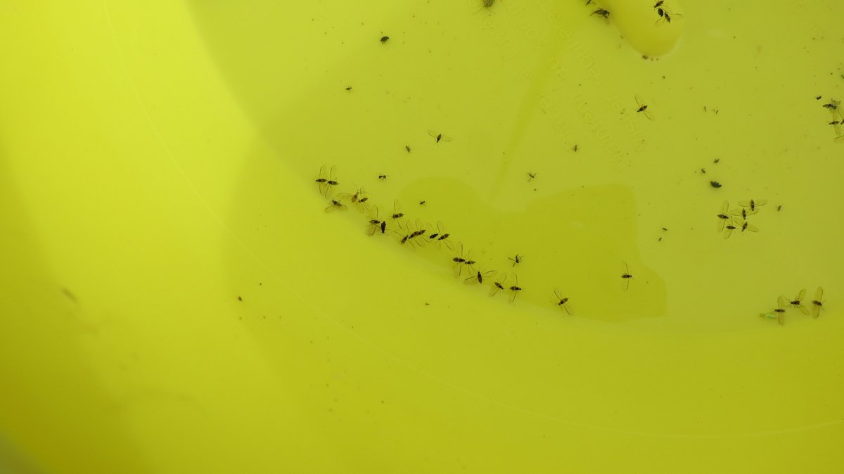 Rosemary Collier on Twitter "Latest counts of AHDB_Hort vegetable and