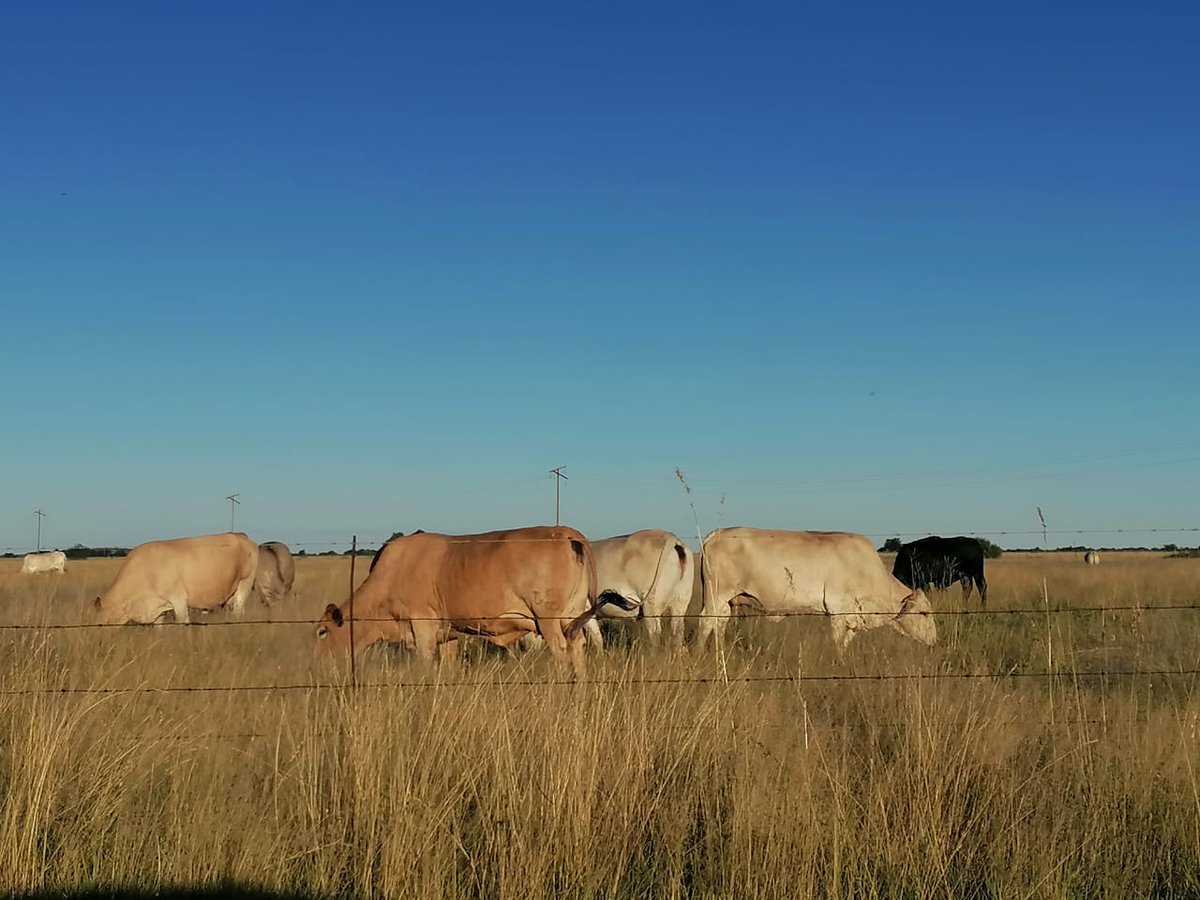 Stockfarmmag's tweet photo. SA's red-meat industry is being threatened by yet another #FMD outbreak. In tomorrow’s episode of #FarmTV, dr Peter Oberem from Afrivet sheds some light on this subject. Watch it Friday at 08:00 here: https://t.co/rf9EbbN9fC @TheNationalAni1 https://t.co/POztRYHxKa