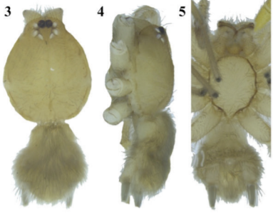 WSC_NMBE's tweet photo. New faunistic data on the gnaphosid Zimiris doriae from India! By Prajapati (2021) at https://t.co/YpcN3LBLnF 

#Gnaphosidae #Zimiris #Taxonomy #Faunistics #SpidersOfIndia https://t.co/nco0c8ufyT