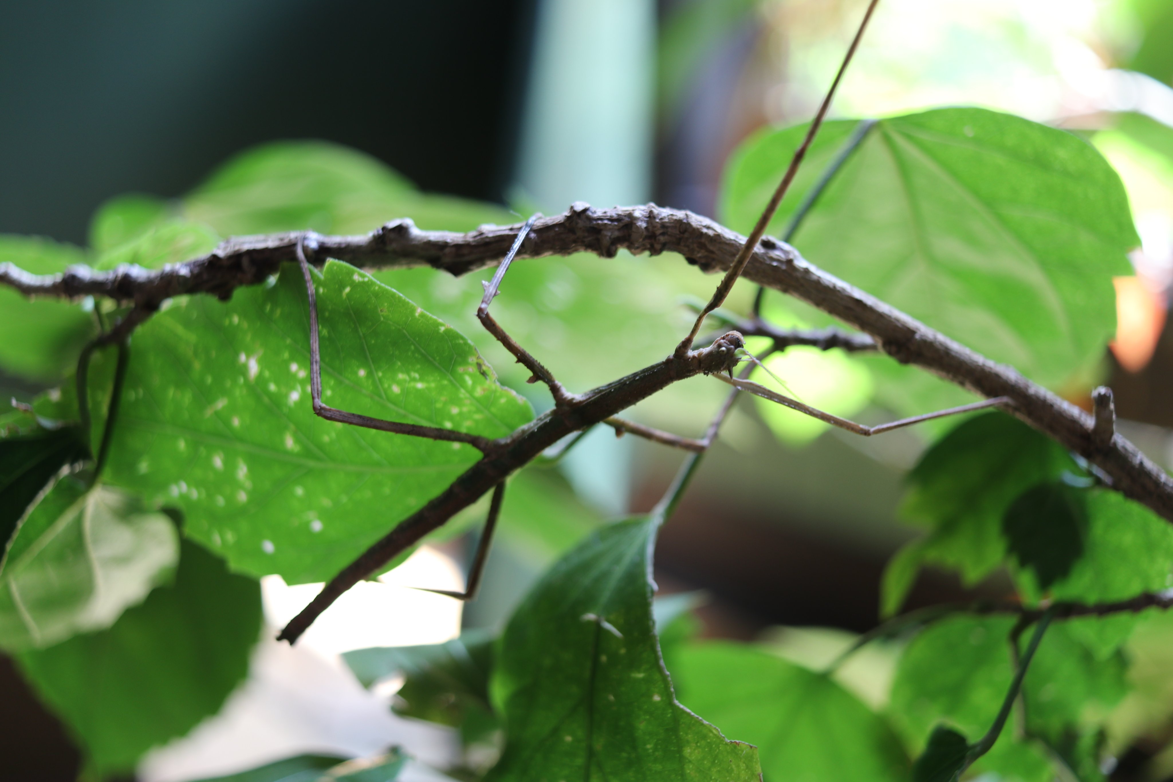 Teatown Lake Reservation on X: "A Vietnamese Walking Stick insect, enjoying  a moment blending in with its surroundings. Though this variety is not  native to our area, New York is home to
