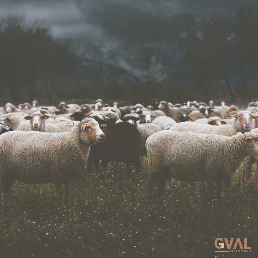 Барашек таня. Стих про овечку. Читать овечек. Читающая овечка. Интересные факты о баранах.