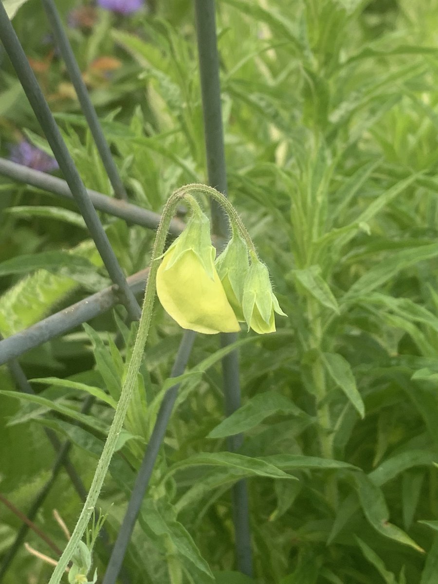 papaver's tweet photo. #soon #sweetpeas #squee #gardening https://t.co/28cxcn7tVL