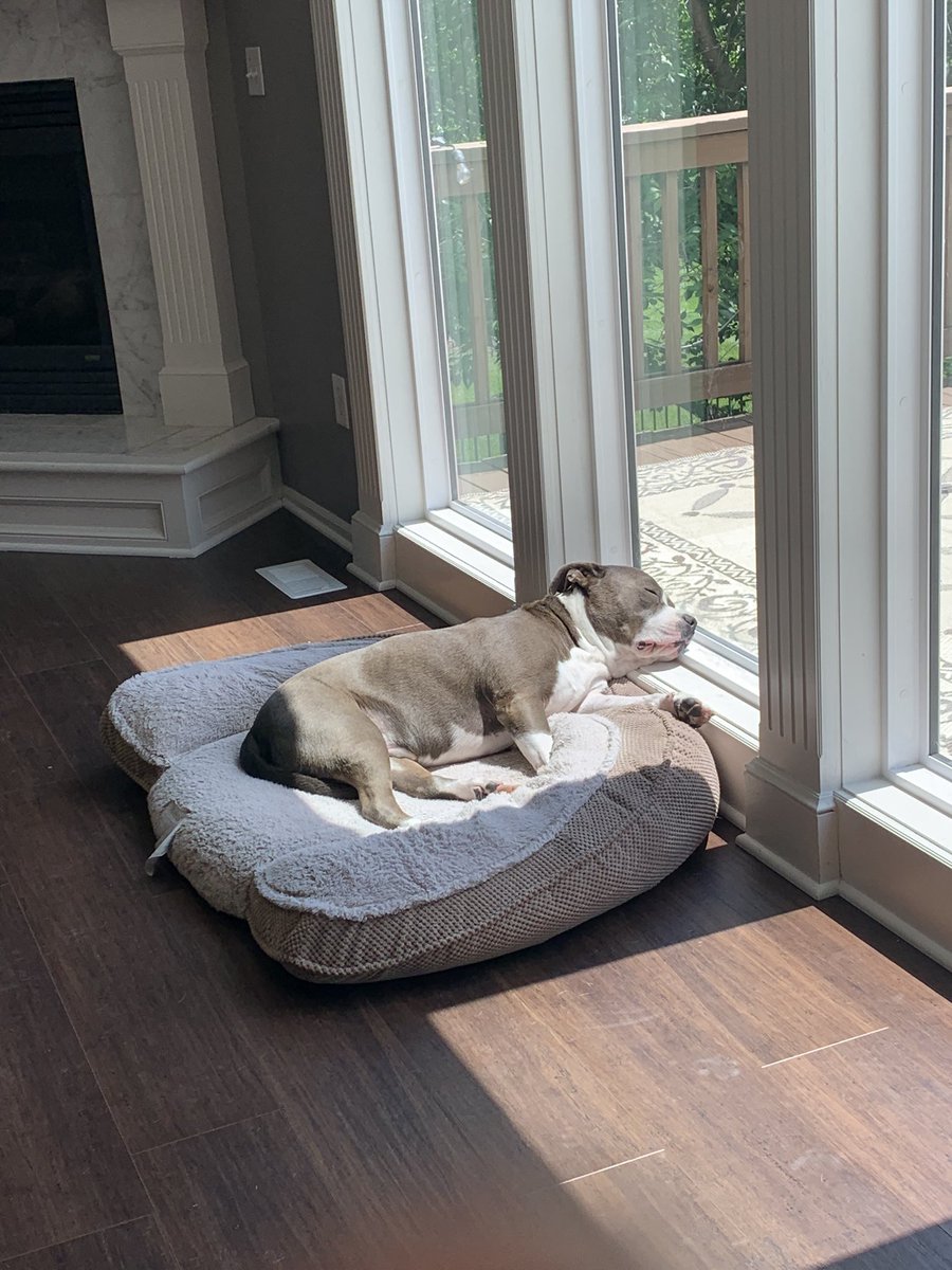 hurlafresh's tweet photo. @BarstoolBigCat afternoon sun spot naps for the win https://t.co/nd0UGv82pv