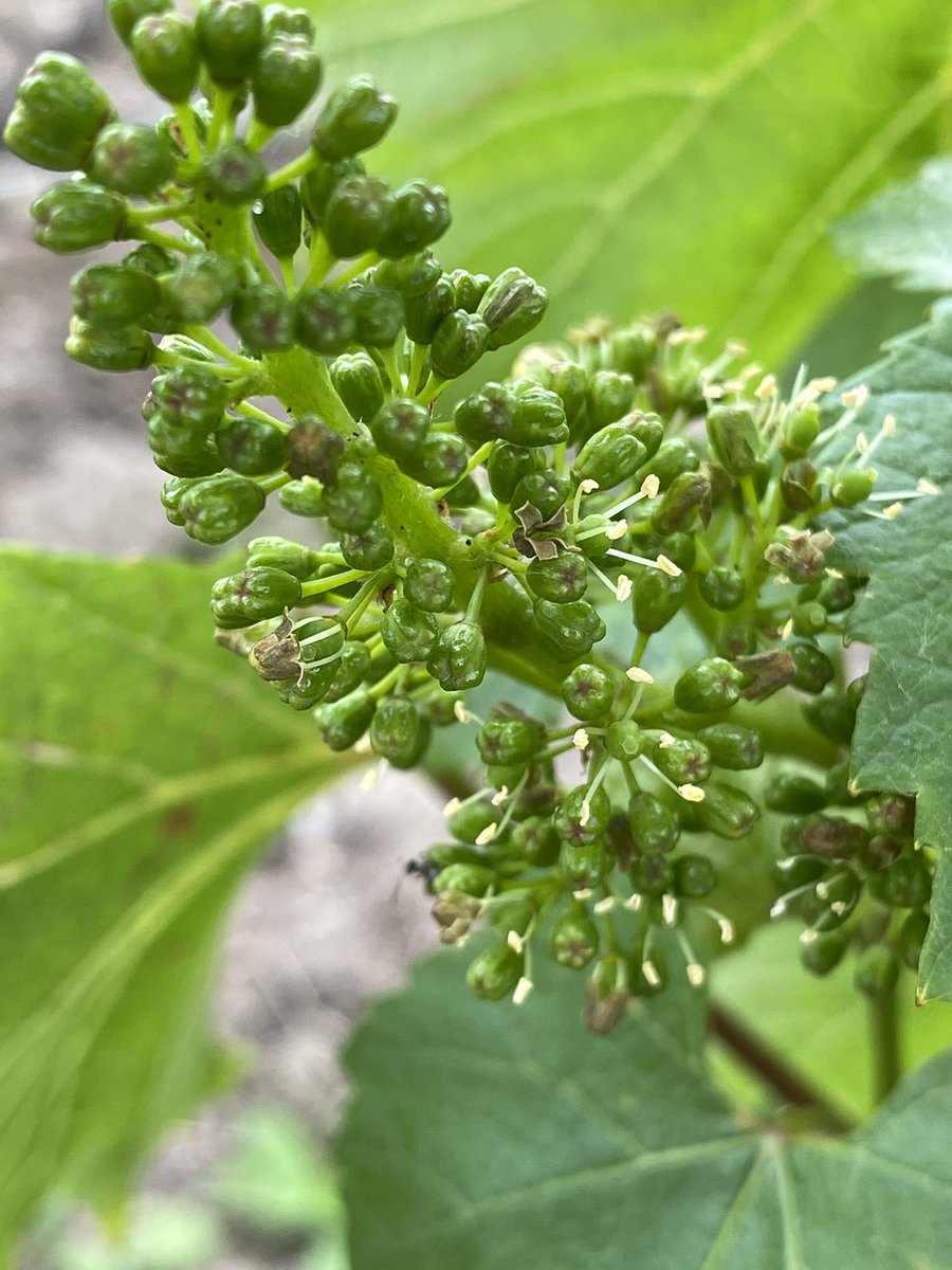 Chardonnay blooming is on its way! Full bloom early next week… harvest September 15th? « Le Clos d’Avize », Avize #Organic #InPursuitofTaste -JBL