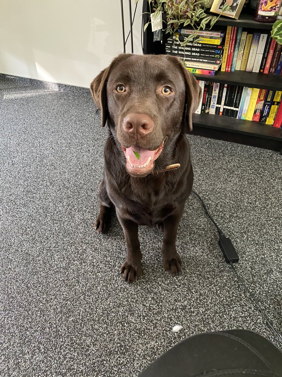 Hunterthechoco1's tweet photo. Today somebody (me) almost jumped the gate of the dog park because I saw one of my dog pals. Mom caught me before I ran into traffic but I think I’ll try again tomorrow https://t.co/KBXvoTtWVu