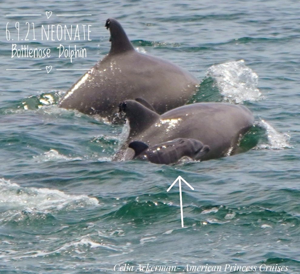 gothamwhale's tweet image. 🐬 Sighted yesterday, check out the fetal folds on this newborn dolphin calf.