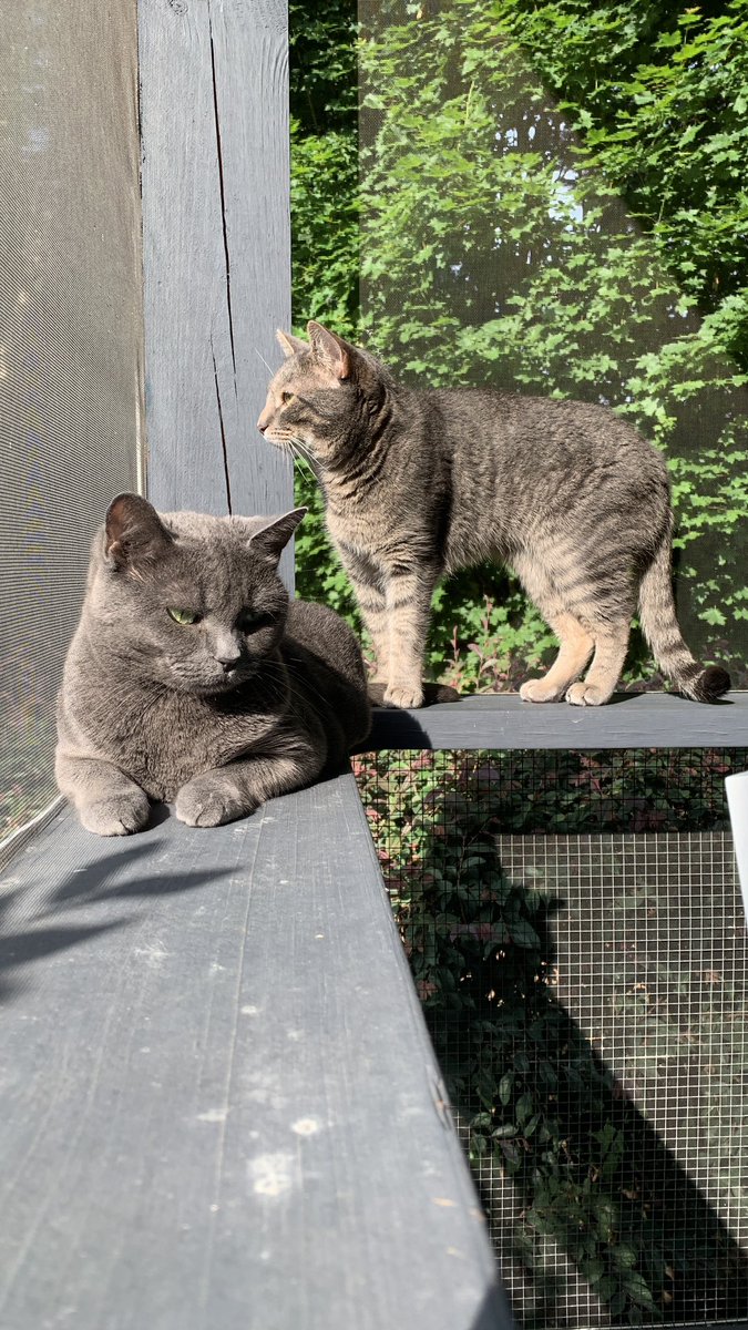 CheddarTheCat tweet media