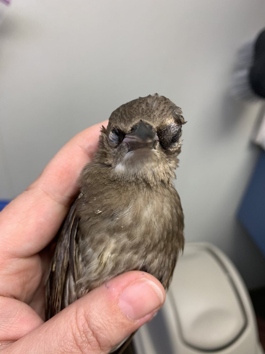 We’re talking to @AWLAArlington & @VirginiaDWR today about increasing reports of sick and dying birds with eye swelling/discharge. 300+ reports so far in Virginia — and they’re also being found in DC and Maryland. Lab tests are underway but it’s not yet known why it’s happening