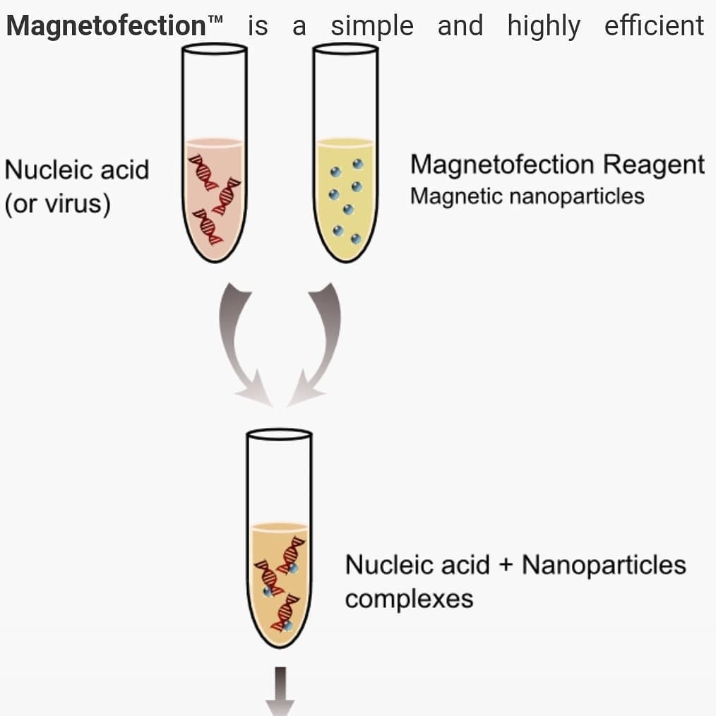 TheFirstLoser22's tweet image. #Magnetofection #PubMed #science 
#sheep #research #dontbeasheep