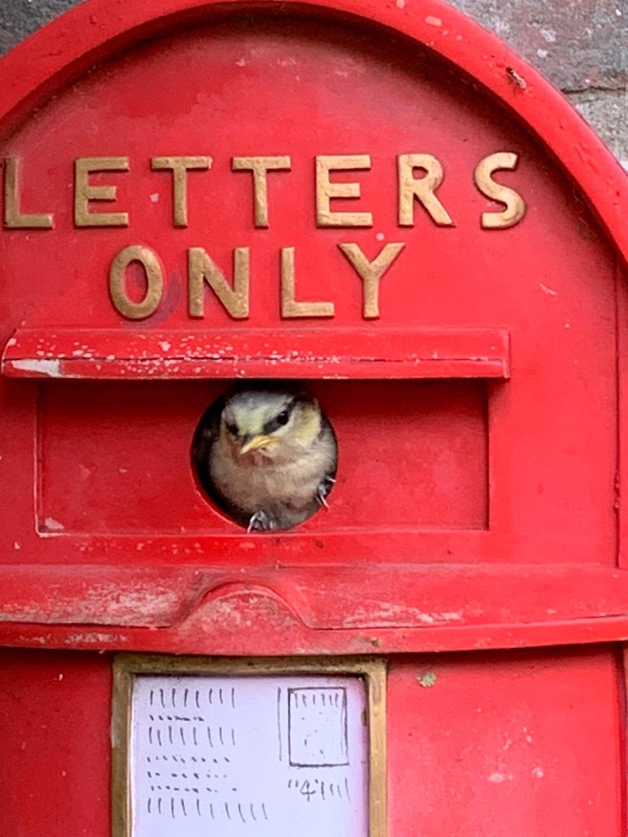 Baby bluetit peeping out of the nest in our garden <a href="/BBCSpringwatch/">BBC Springwatch</a>