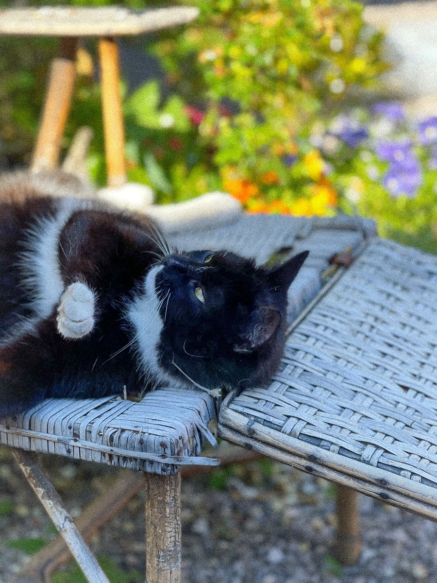 Syb_vhs's tweet photo. 🐈❤️❤️ https://t.co/rHfbqal2OG