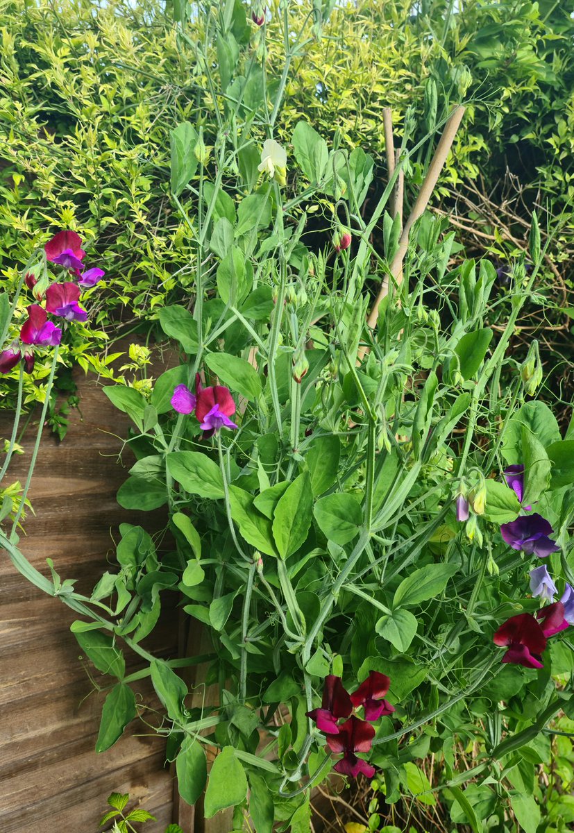 McSlippers's tweet image. The intoxicatingly beautiful smell of sweet peas is back again!