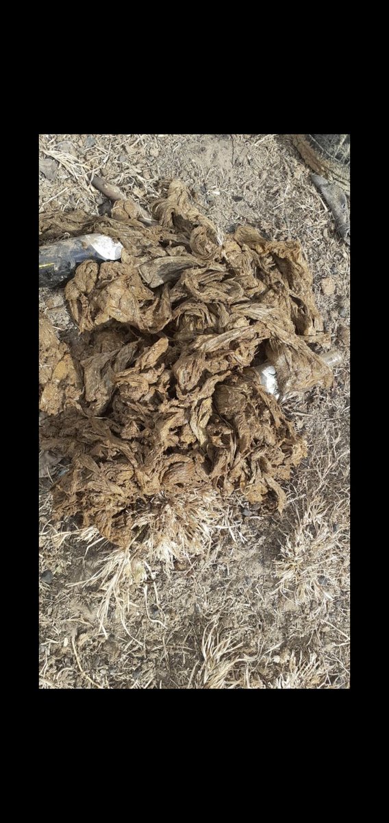 Felieboo (@felieboo) on Twitter photo One of the cons of farming on communal land. Been losing sheep to this, no idea whatsoever of how I could prevent this from happening to the remaining ones cos they probably have plastics too in their stomach just not yet tied as these ones, any idea? <a href="/SteynsburgVet/">Dr Johan van Rooyen</a> One of the cons of farming on communal land. Been losing sheep to this, no idea whatsoever of how I could prevent this from happening to the remaining ones cos they probably have plastics too in their stomach just not yet tied as these ones, any idea? <a href="/SteynsburgVet/">Dr Johan van Rooyen</a>