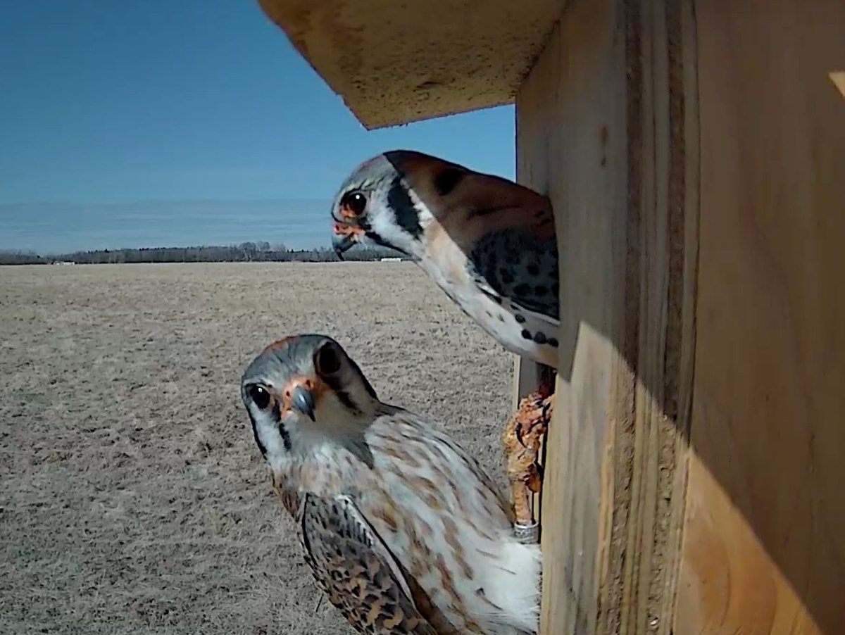 Lafarge_Canada's tweet photo. As part of our #biodiversity initiatives, we are tracking American Kestrels with help from @ConserveAlberta. This week these Kestrels have returned and we can't wait to find out their migration routes and where they've been!
#BuildForAll #sustainability #albertaconservation https://t.co/ghHlIn2ojY