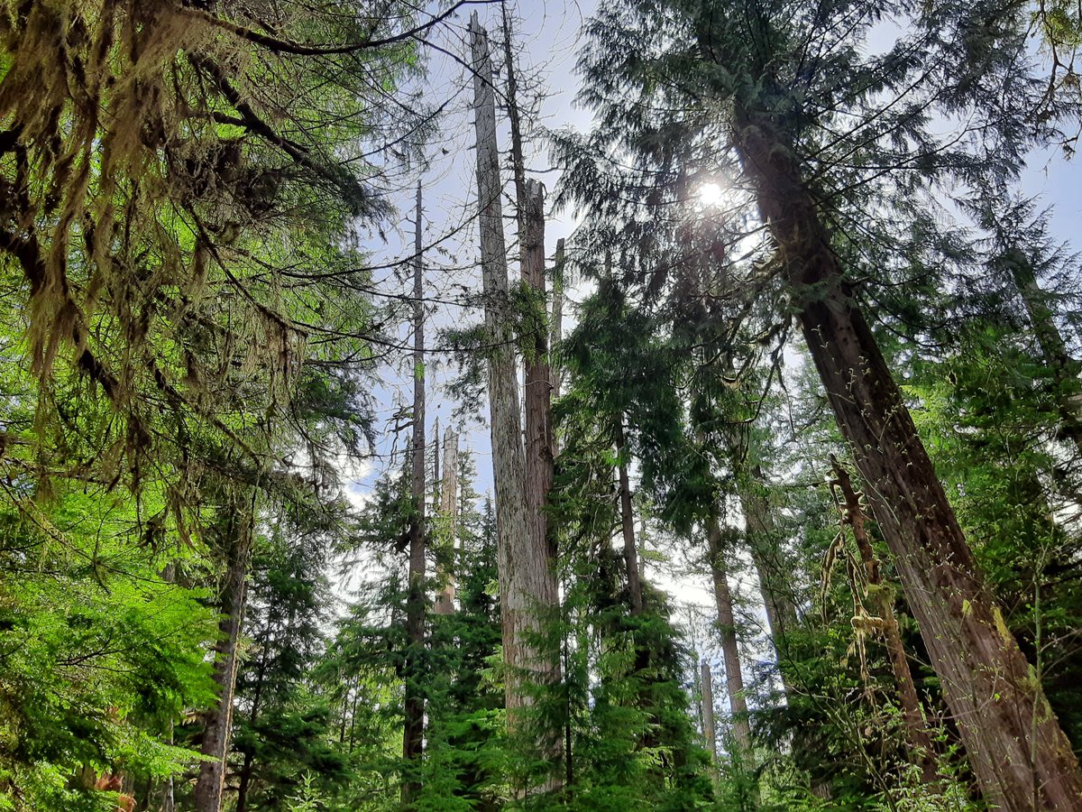 ForestServiceNW's tweet photo. "Those who contemplate the beauty of the earth find reserves of strength that will endure as long as life lasts."

—Rachel Carson

#ThursdayThoughts https://t.co/PliJPEa3rH