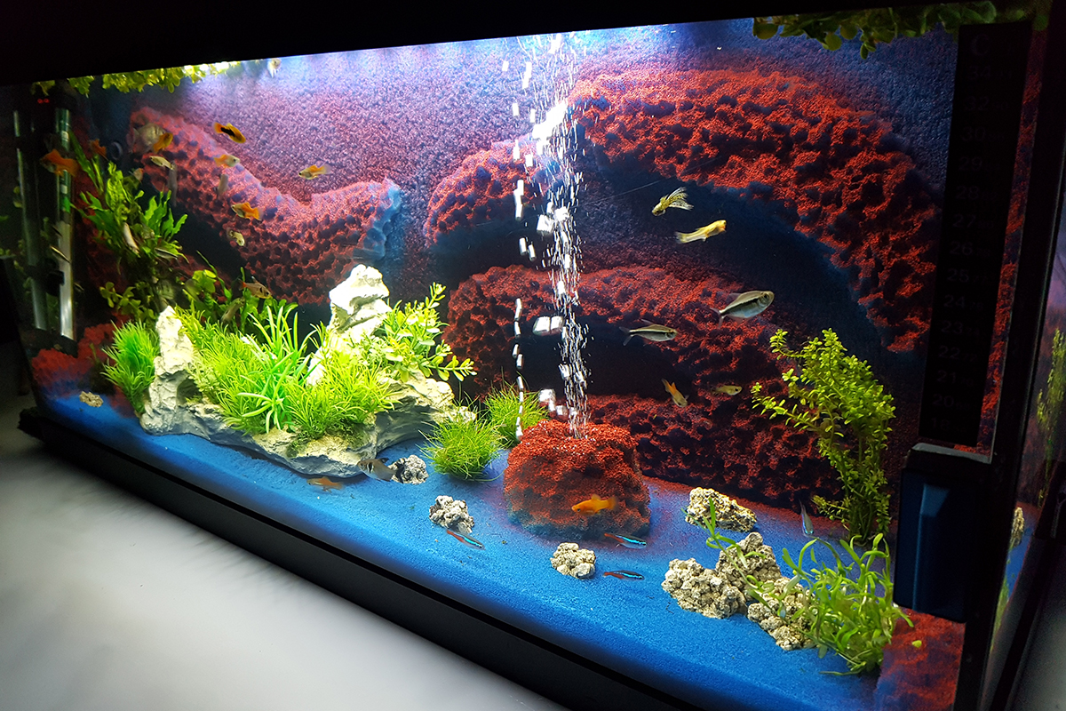 Want to know more about using Plasti Dip for aquariums? You can find out more here... plastidip.co.uk/2019/07/using-…
#plastidip #aquariums #fishtanks