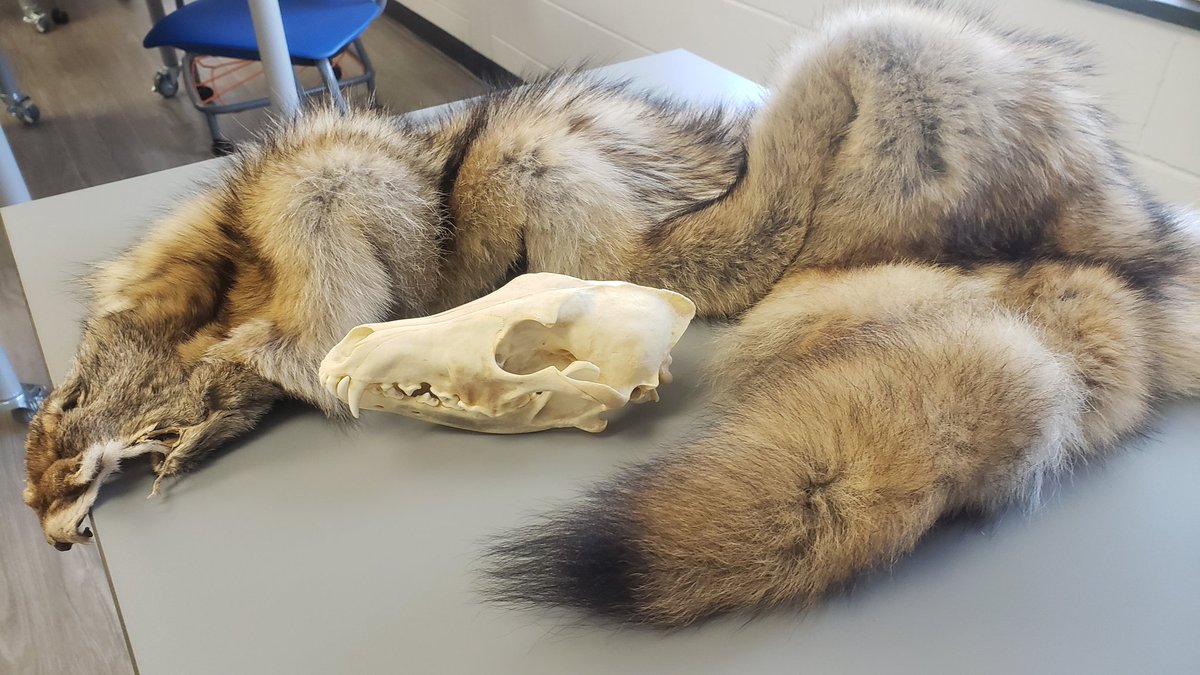 Animal artifacts from <a href="/cedarrunrefuge/">Cedar Run Wildlife</a> to wrap up our Canine Storyline. Anyone want to guess the species? <a href="/drcrean/">Jason Crean, MS Bio, EdD</a>